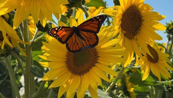 BUDIDAYA BUNGA MATAHARI